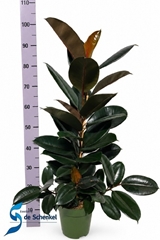 Ficus Abidjan 21Ø 95cm