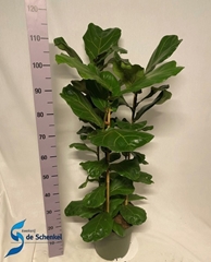 Ficus Lyrata 27Ø 115cm