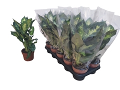 Dieffenbachia Compacta 12Ø 35cm