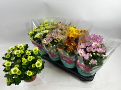 Chrysanth Mix 5 Colours 14Ø 29cm
