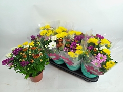 Chrysanth Mix 14Ø 29cm