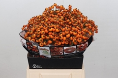 Rosa Hiphop Sunset 45cm