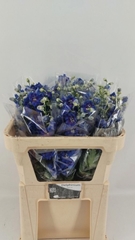 Delphinium Double Delphi's Blue Emerald 70cm