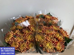 Chrysanth Single Fuego 75cm 100gr.