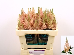 Astilbe Vision Inferno 55cm