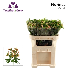 Alstroemeria Florinca Coral 70cm