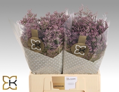 Limonium Safora Pink Sky 60cm 20gr.