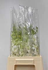 Dendrobium Madame Pompadour White 48cm