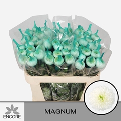Chrysanth Single Magnum 70cm 60gr.