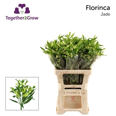 Alstroemeria Florinca Jade 60cm