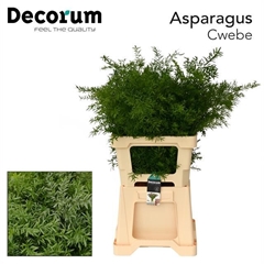 Asparagus Densiflorus Cwebe 65cm