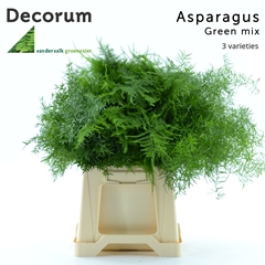 Asparagus Mix 45cm