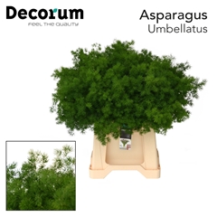 Asparagus Umbellatus 60cm