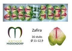 Anthurium Zafira 11cm Hd