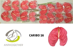 Anthurium Caribo 11cm Hd