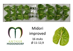 Anthurium Midori Improved 11cm Hd