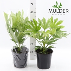 Fatsia Variegata 21Ø 55cm