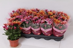 Chrysanth Artistic Jeff Mix 12Ø 26cm