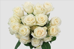 Rosa Painted Black 60cm