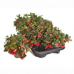 Gaultheria Big Berry 11Ø 16cm