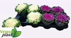 Brassica Oleracea 13Ø 20cm