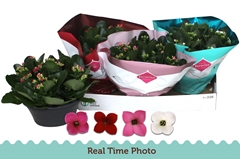 Kalanchoe Single Mix 4 Colours 23Ø 25cm