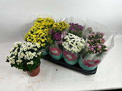 Chrysanth Madiba Mix 14Ø 29cm