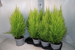 Cupressus Goldcrest Wilma 14Ø 59cm