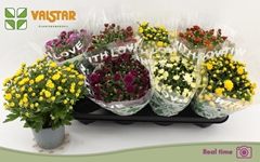 Chrysanth Mix 5 Colours 12Ø 25cm