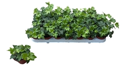 Hedera Helix Brigitte 8Ø 10cm