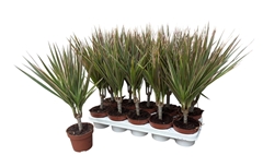 Dracaena Bicolor 12Ø 45cm