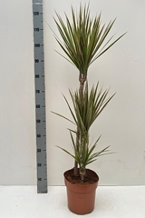 Dracaena Bicolor 21Ø 115cm