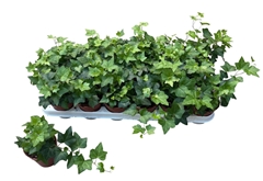 Hedera Helix Pittsburgh 9Ø 15cm