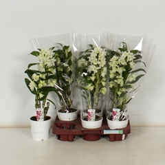 Dendrobium Star Class Apollon 12Ø 50cm 2st