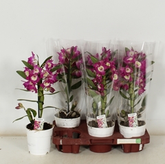 Dendrobium Nobile Cultivars 12Ø 40cm 1st