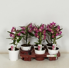 Dendrobium Nobile Cultivars 12Ø 35cm 1st