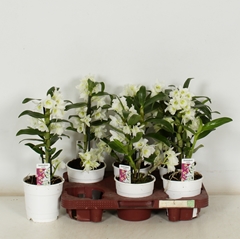 Dendrobium Nobile Cultivars 12Ø 35cm 1st