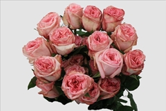 Rosa Pink O Hara 50cm