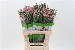 Dianthus Spray Mocca Sweet 65cm