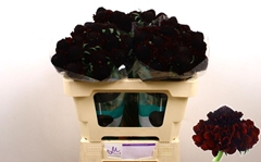 Scabiosa Bon Bon Marachino Cherry Scoop 50cm