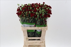 Dianthus Spray Chateau 65cm