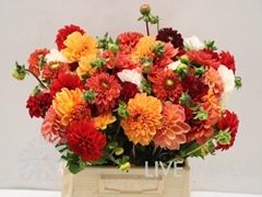Dahlia Mix 40cm