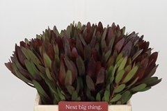 Leucadendron Safari Sunset 40cm