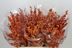 Ilex Verticillata Winter Gold 60cm