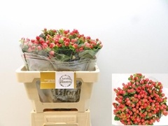 Hypericum Pacific Red Dolly 50cm