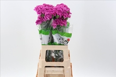 Dianthus Single Farida 70cm