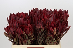 Leucadendron Jester 60cm