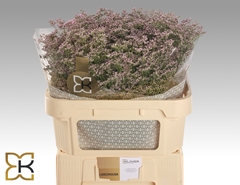 Limonium Safora Oshi Pink 70cm 30gr.