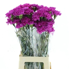 Dianthus Single Farida 70cm