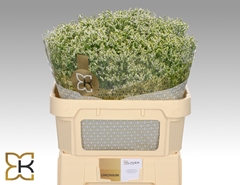 Limonium Sinense Clear Diamond 70cm 30gr.
